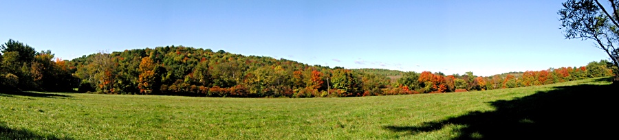 Fall colours at Judy's place.