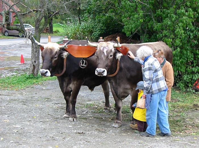 Oxen at the country fair.