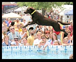 Brown dog with a yellow collar