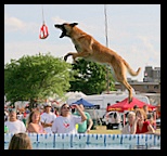 Belgian shepherd dog with no collar