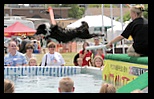 Black collie with a whire ruff