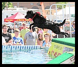 Black dog with a red kerchief