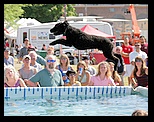 Spanish Water dog - black