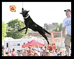 Black dog with a pale yellow collar