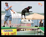 Black dog with a flourescent pink collar