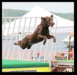 Brown dog with a red collar