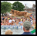 Golden dog with royal blue collar